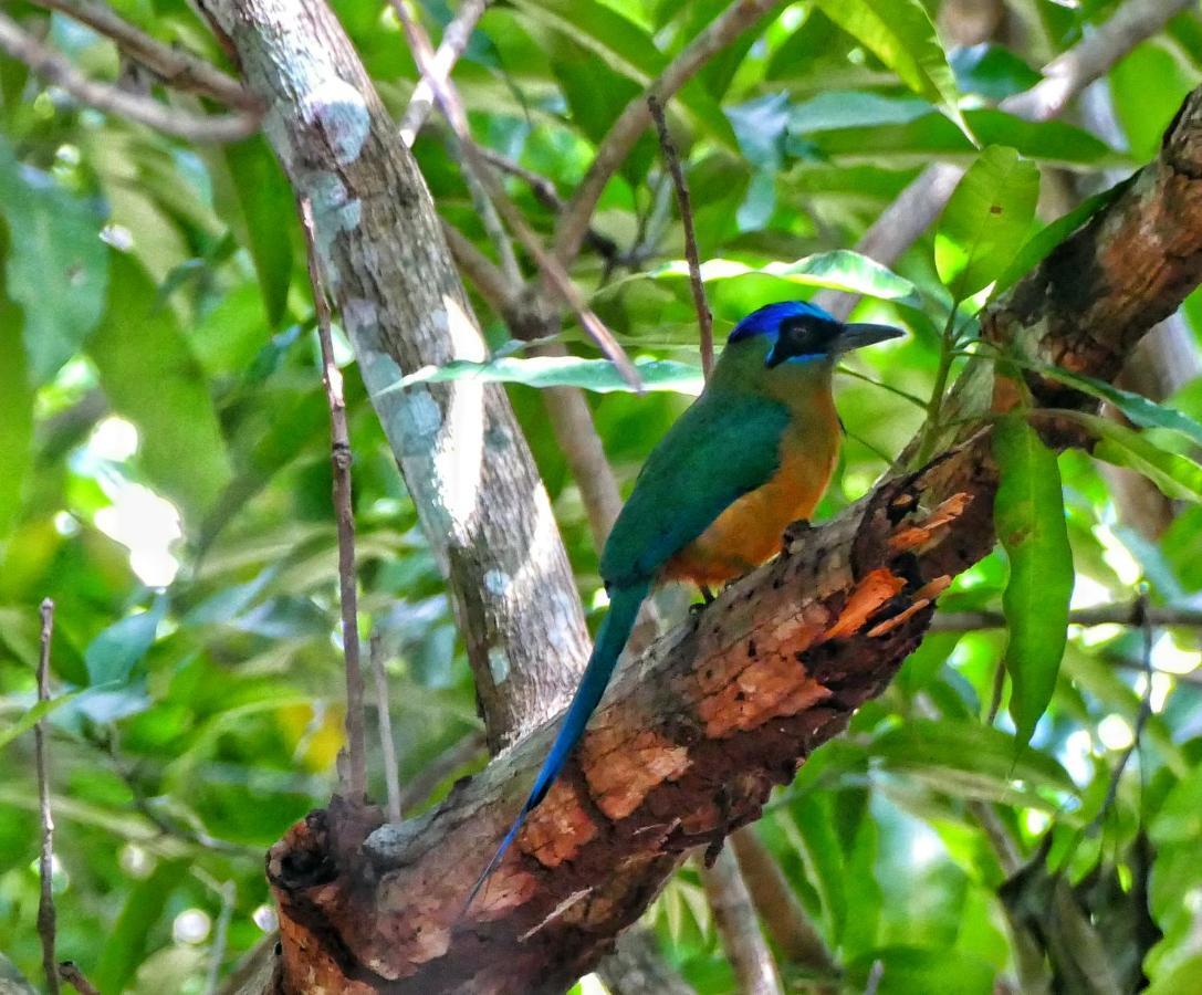 Casa Da Arvore, Sonho Na Amazonia, 2Min A Pe Da Praia Алтер-ду-Шан Экстерьер фото